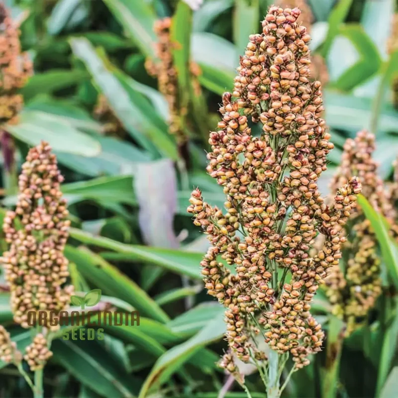 Broom Corn Seeds, Premium Quality Planting Seeds for Robust Broom Corn Cultivation