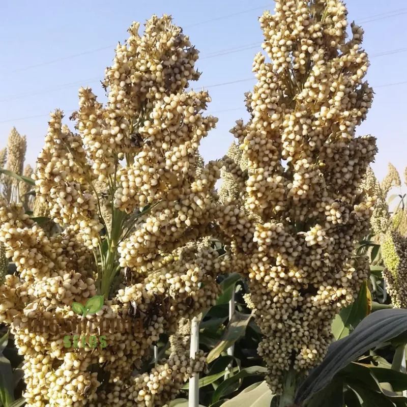 Broom Corn Seeds, Premium Quality Planting Seeds for Robust Broom Corn Cultivation