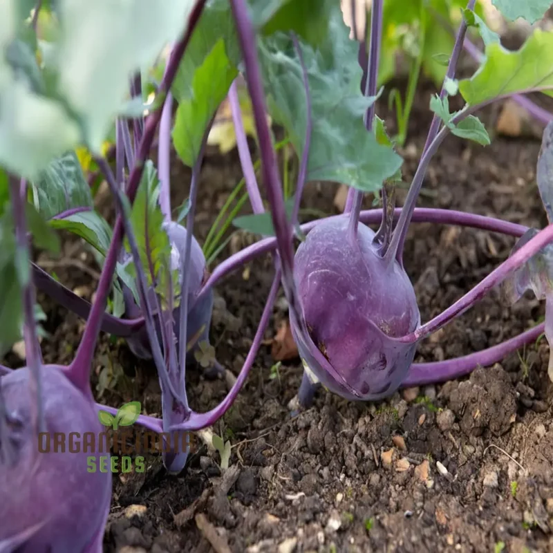 Purple Kohlrabi Planting Seeds, Cultivate Beauty and Flavor in Your Garden