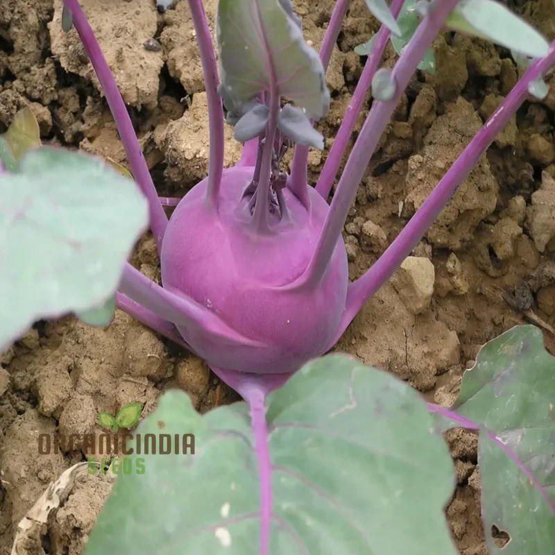 Purple Kohlrabi Planting Seeds, Cultivate Beauty and Flavor in Your Garden