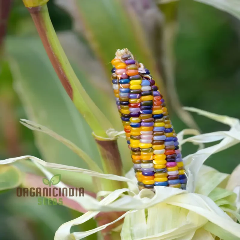 Gorgeous Gem Indian Corn Seeds, Grow a Kaleidoscope of Colors in Your Cornfield