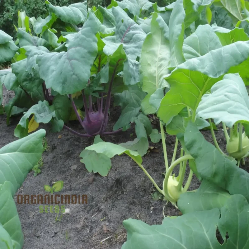 Premium Green Kohlrabi Cultivation Seeds, Elevate Your Garden with Vibrant, Flavorful Produce