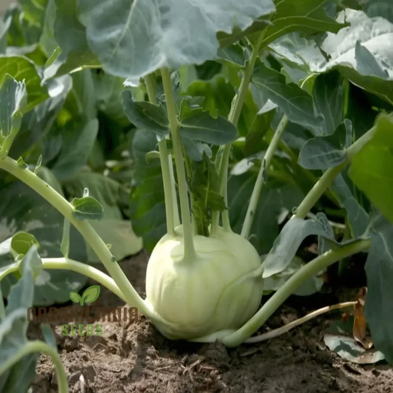 Premium Green Kohlrabi Cultivation Seeds, Elevate Your Garden with Vibrant, Flavorful Produce