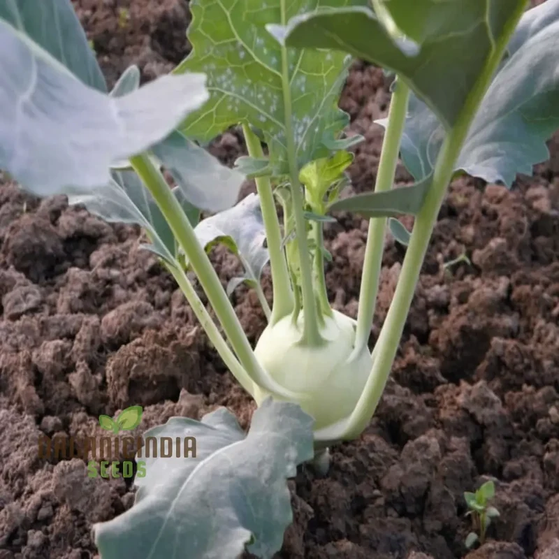 Premium Green Kohlrabi Cultivation Seeds, Elevate Your Garden with Vibrant, Flavorful Produce
