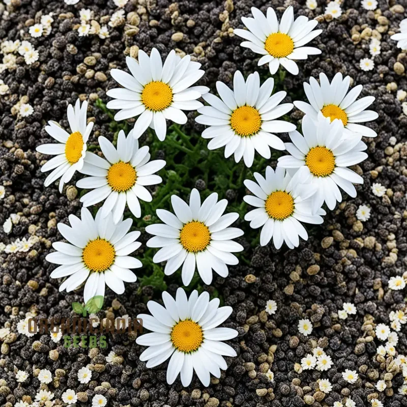 Beautiful Crown Daisy Chronicles Flower Seeds, Add Elegance to Your Garden Landscape, High-Quality Seeds for Stunning Blooms