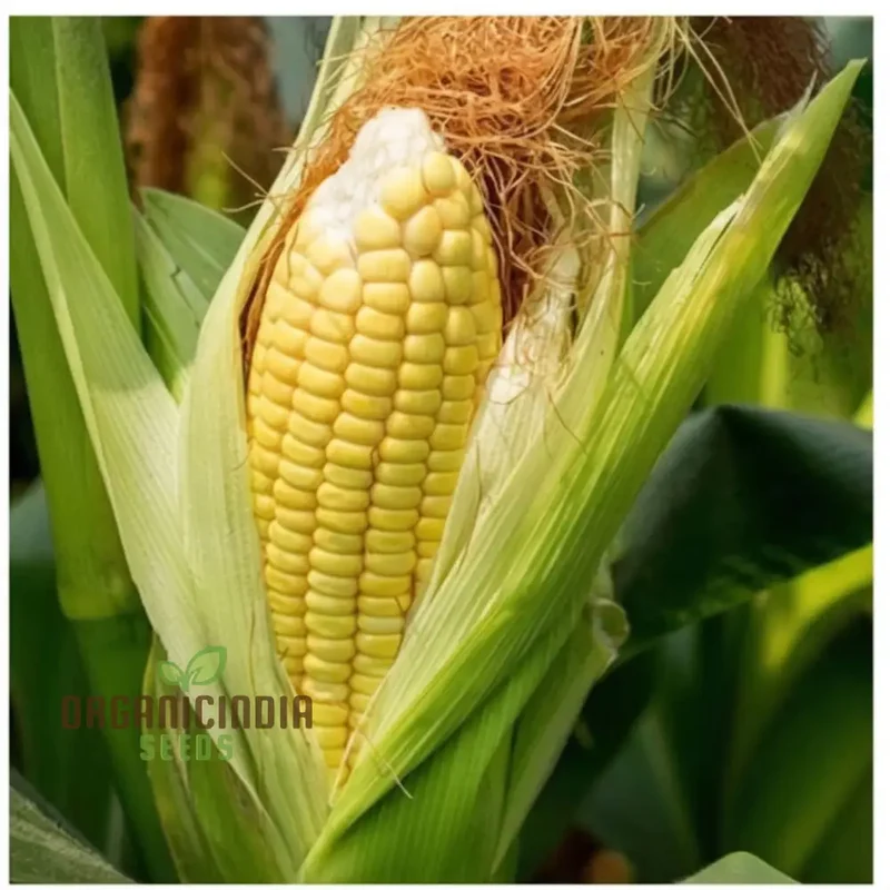 Yellow Sweet Corn Seeds, Golden Harvest Premium Yellow Sweet Corn Seeds for Vibrant and Delicious Corn