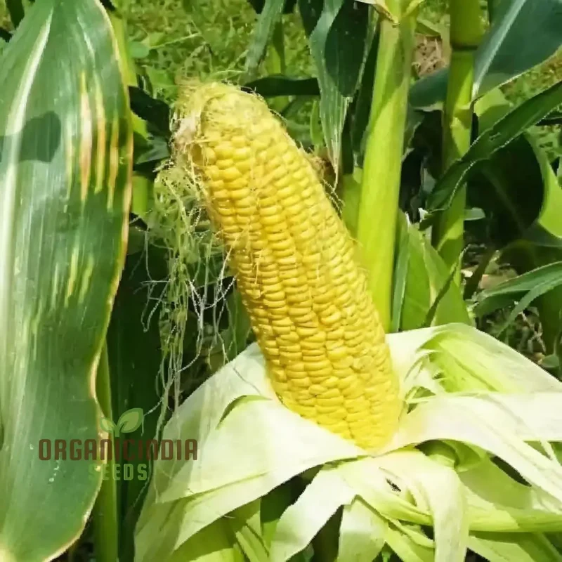 Yellow Sweet Corn Seeds, Golden Harvest Premium Yellow Sweet Corn Seeds for Vibrant and Delicious Corn