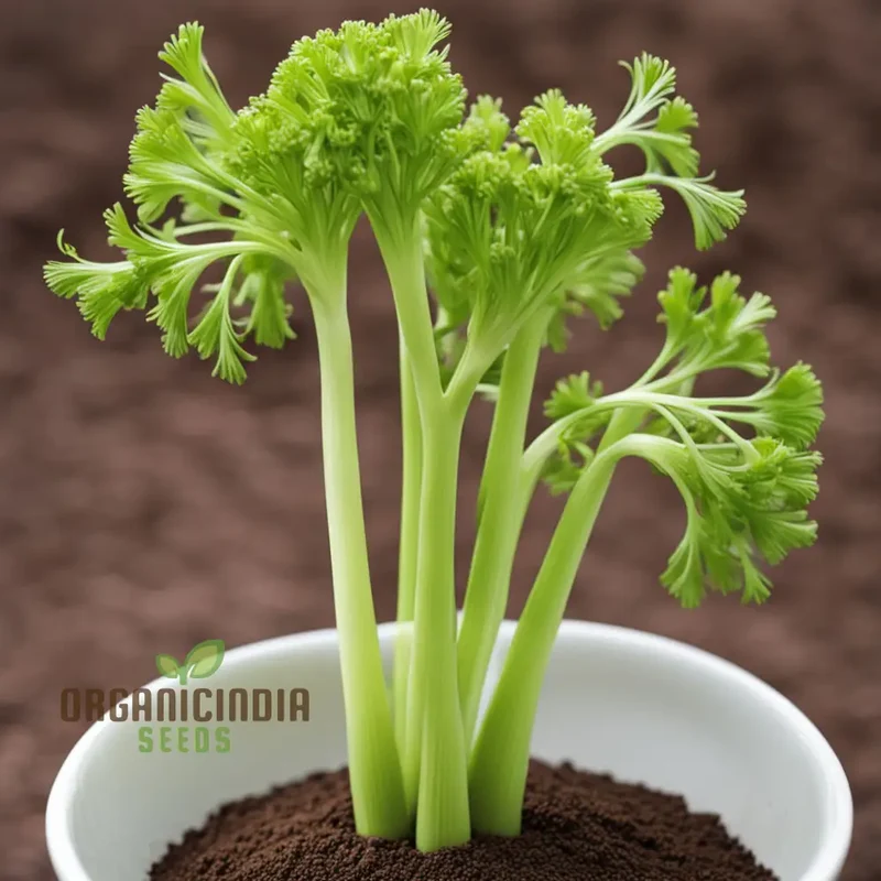 Giant Green Celery Planting Seeds, Cultivate Robust and Crisp Celery in Your Garden
