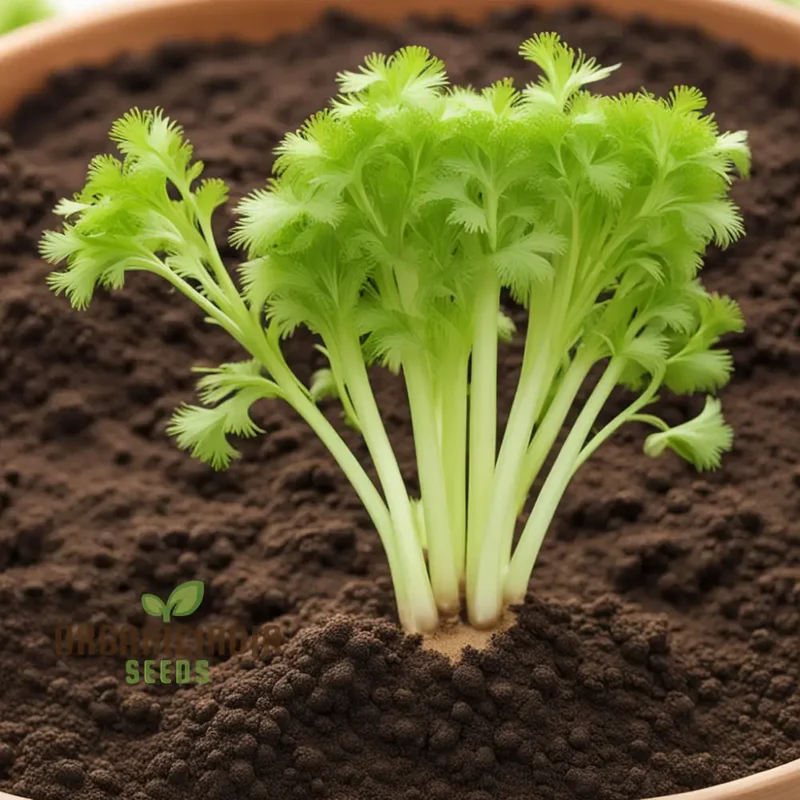 Tender Green Delights, Less Fiber Organic Green Celery Seeds for Smooth and Crisp Stalks