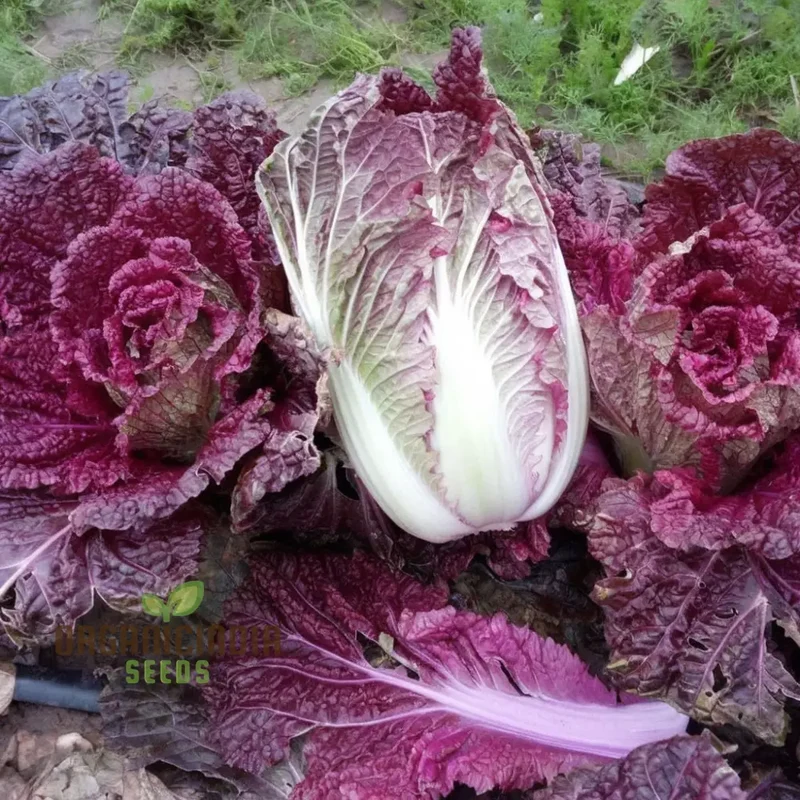 Purple Chinese Cabbage From Seed to Plate, A Journey of Cultivation and Culinary Delight