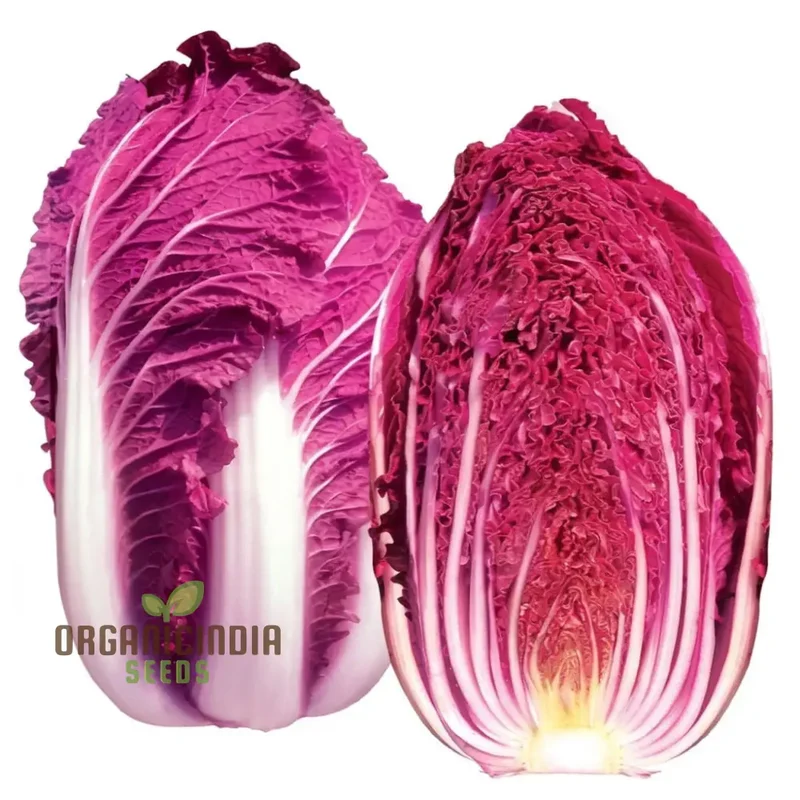 Purple Chinese Cabbage From Seed to Plate, A Journey of Cultivation and Culinary Delight