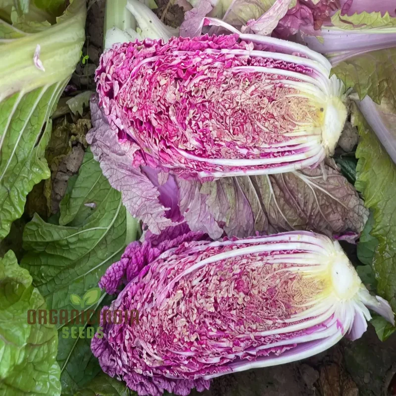 Purple Chinese Cabbage From Seed to Plate, A Journey of Cultivation and Culinary Delight