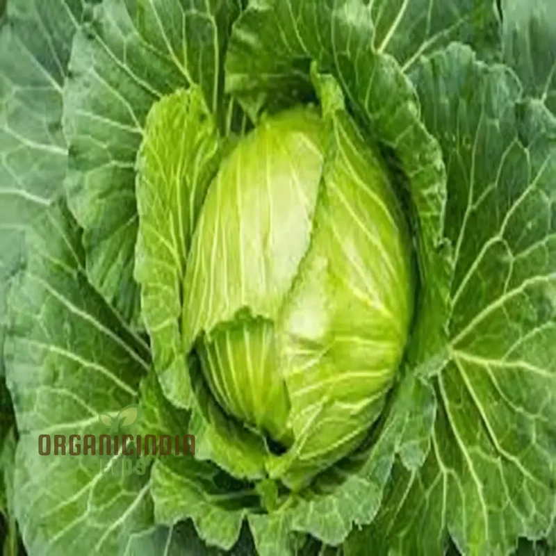 Mastering Napa Cabbage Cultivation, Your Guide to Fresh, Homegrown Vegetables Seeds