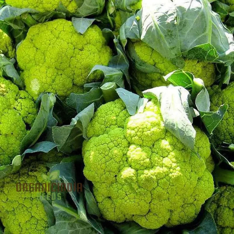 Green Cauliflower Seeds, Elevate Your Garden with Fresh Vegetable Delights