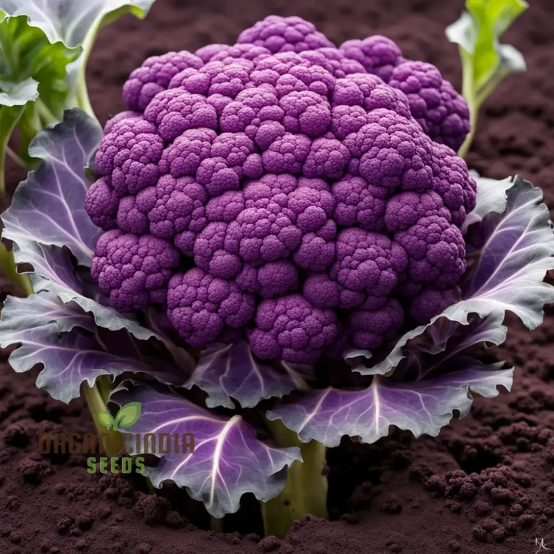 Purple Cauliflower Seeds, Experience Garden Magic - Plant Vibrant Purple Cauliflower Seeds for Stunning Harvests