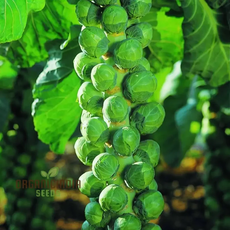 Embrace Nature's Bounty - Cultivate Tender Cabbage Sprouts from Seed to Plate