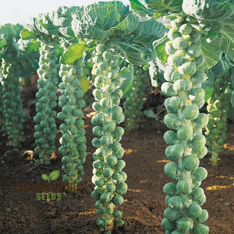 Embrace Nature's Bounty - Cultivate Tender Cabbage Sprouts from Seed to Plate