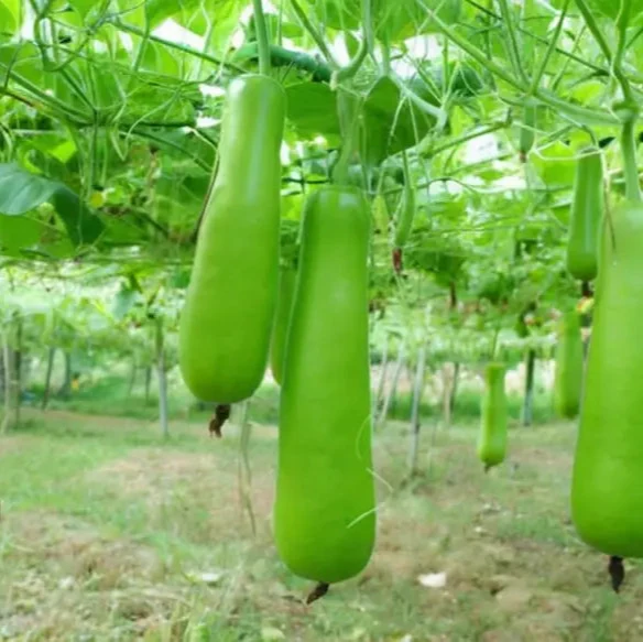 Grow Your Own Refreshing and Nutritious Gourds with Green Bottle Gourd Vegetable Seeds