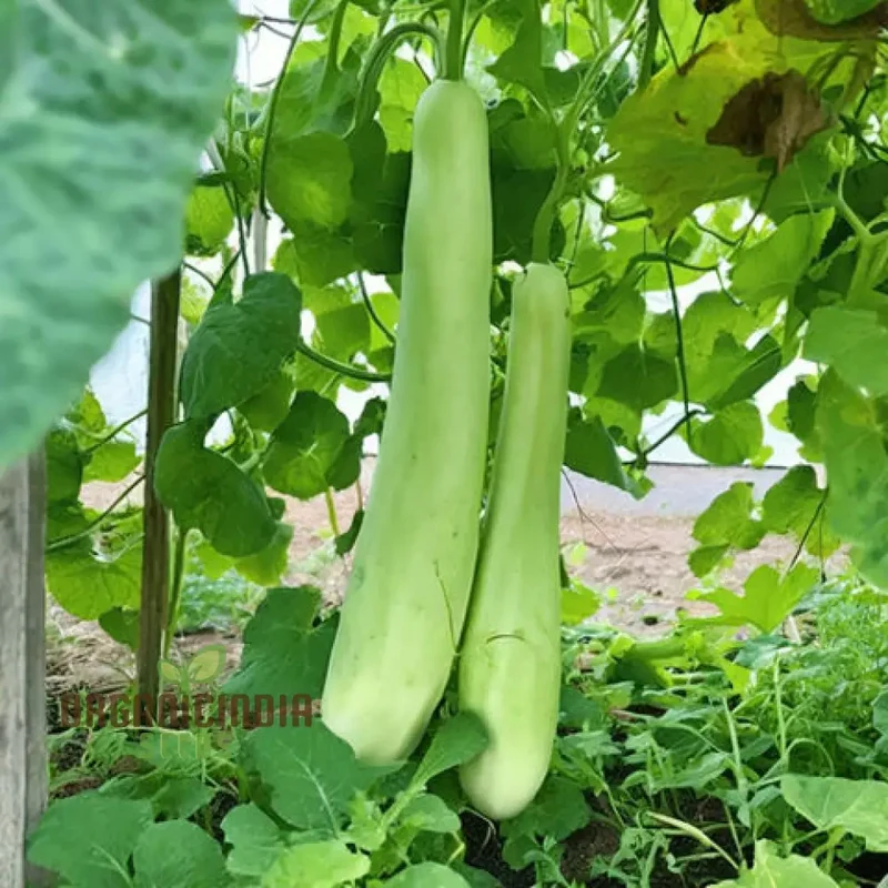 Grow Your Own Refreshing and Nutritious Gourds with Green Bottle Gourd Vegetable Seeds