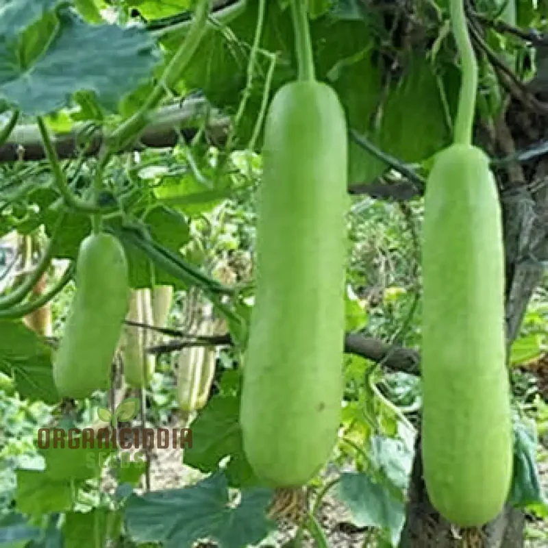 Grow Your Own Refreshing and Nutritious Gourds with Green Bottle Gourd Vegetable Seeds