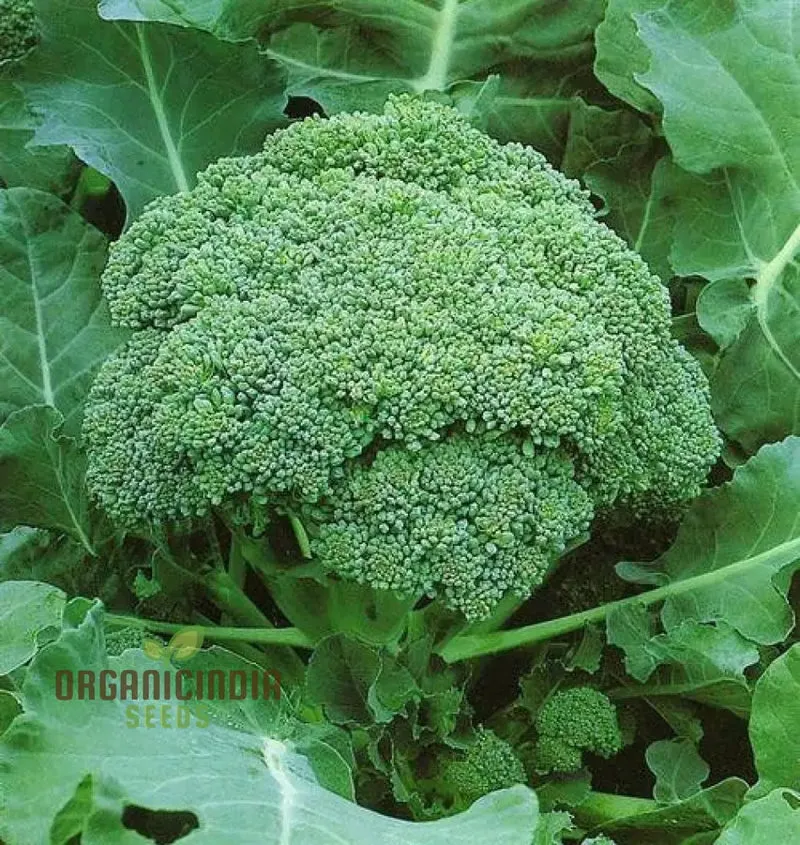 Cultivating Brassica Brilliance, Growing Brassica oleracea Vegetable Seeds with Success