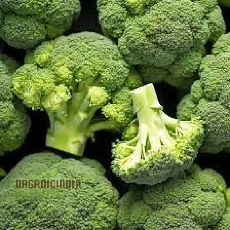 Cultivating Brassica Brilliance, Growing Brassica oleracea Vegetable Seeds with Success