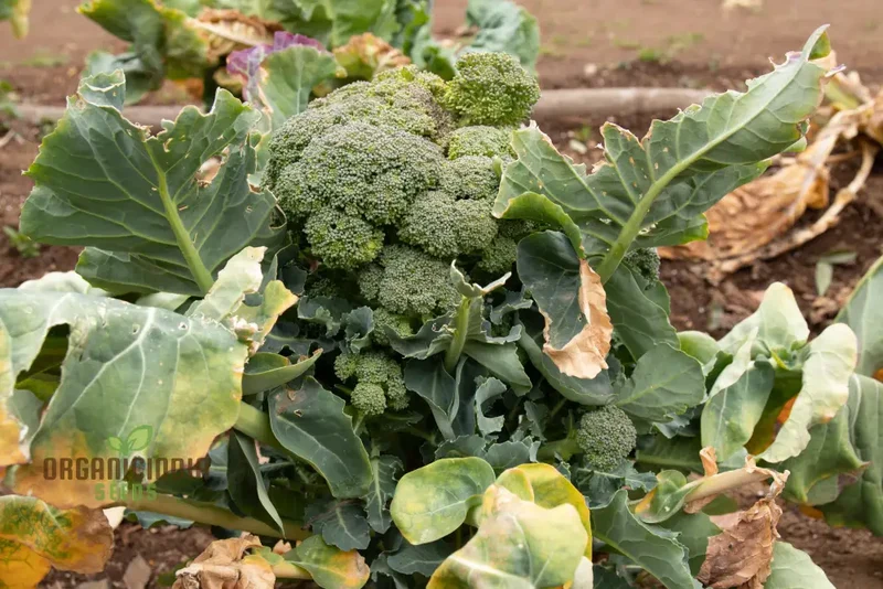 Cultivating Brassica Brilliance, Growing Brassica oleracea Vegetable Seeds with Success