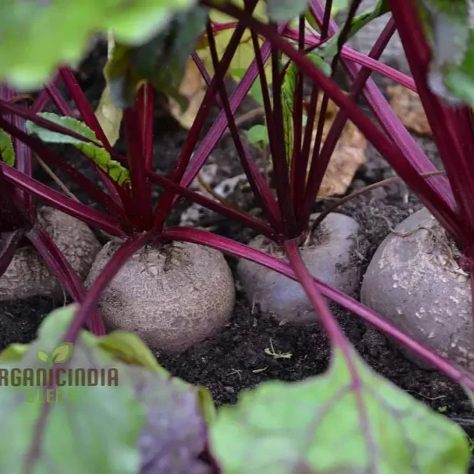 Unlock the Garden's Treasure Trove, Cultivate Golden Beet Root Seeds for a Bountiful Harvest of Sweetness and Nutrition