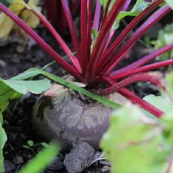 Unlock the Garden's Treasure Trove, Cultivate Golden Beet Root Seeds for a Bountiful Harvest of Sweetness and Nutrition