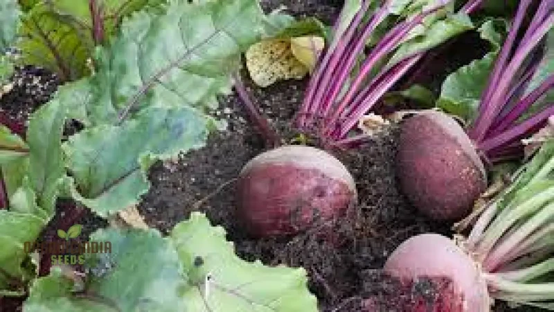 Unlock the Garden's Treasure Trove, Cultivate Golden Beet Root Seeds for a Bountiful Harvest of Sweetness and Nutrition