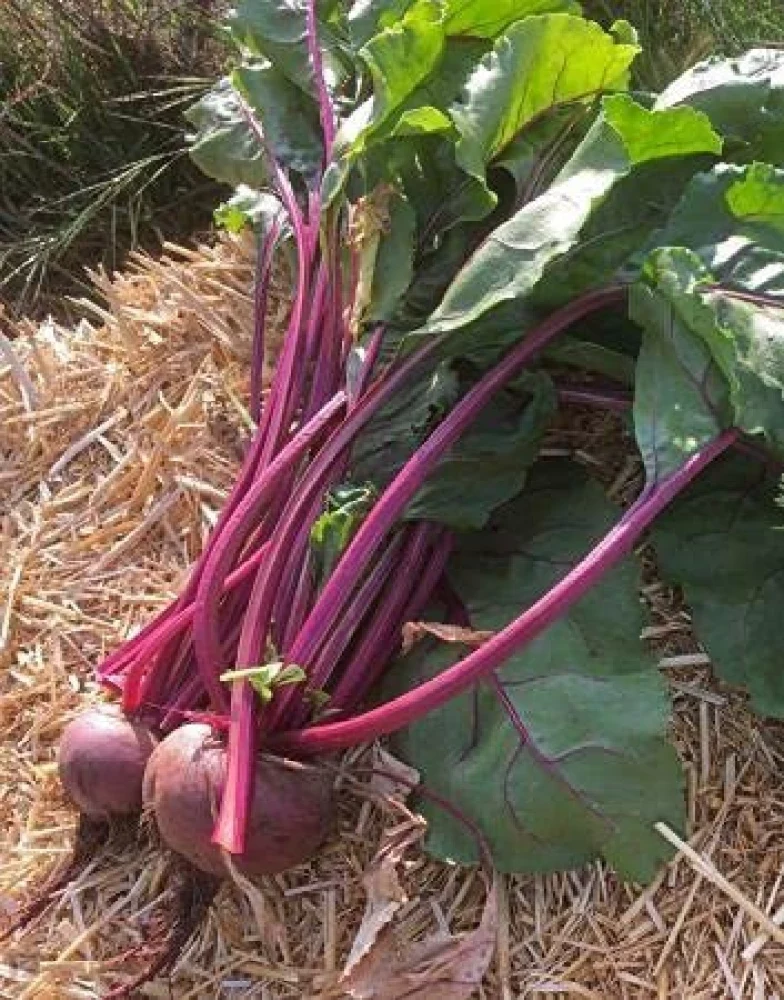 Unlock the Garden's Treasure Trove, Cultivate Golden Beet Root Seeds for a Bountiful Harvest of Sweetness and Nutrition