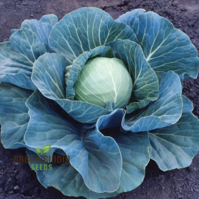 Master the Art of Cultivating Stone Head Cabbage for Farm-Fresh, Flavorful Delights Straight