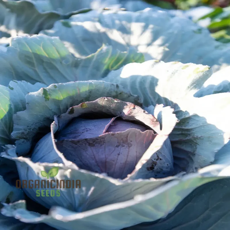 Master the Art of Cultivating Stone Head Cabbage for Farm-Fresh, Flavorful Delights Straight