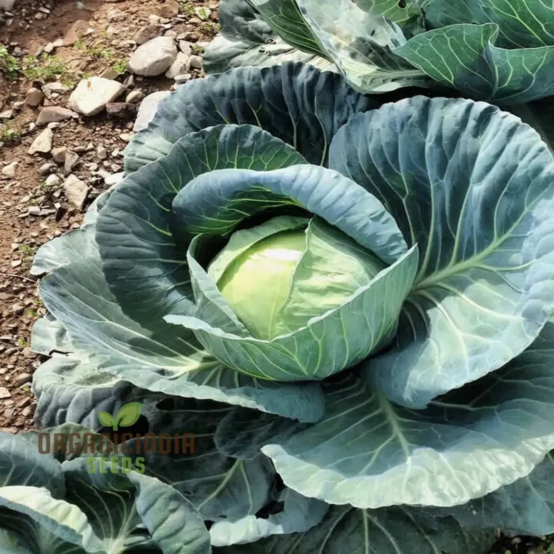 Master the Art of Cultivating Stone Head Cabbage for Farm-Fresh, Flavorful Delights Straight
