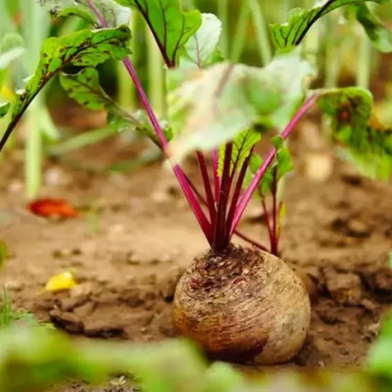 Premium Red Beet Seeds, Plant Your Way to Vibrant Gardens - Deliciously Fresh Harvests and Nutrient-Rich Meals