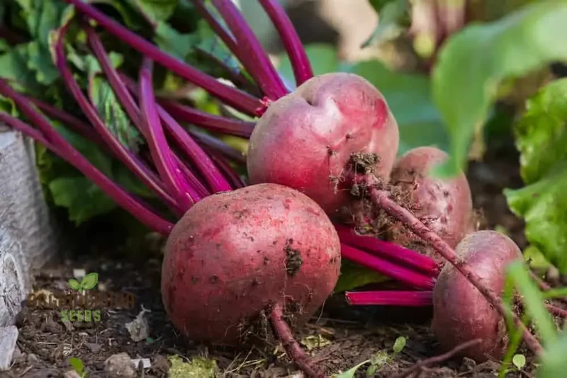 Premium Red Beet Seeds, Plant Your Way to Vibrant Gardens - Deliciously Fresh Harvests and Nutrient-Rich Meals