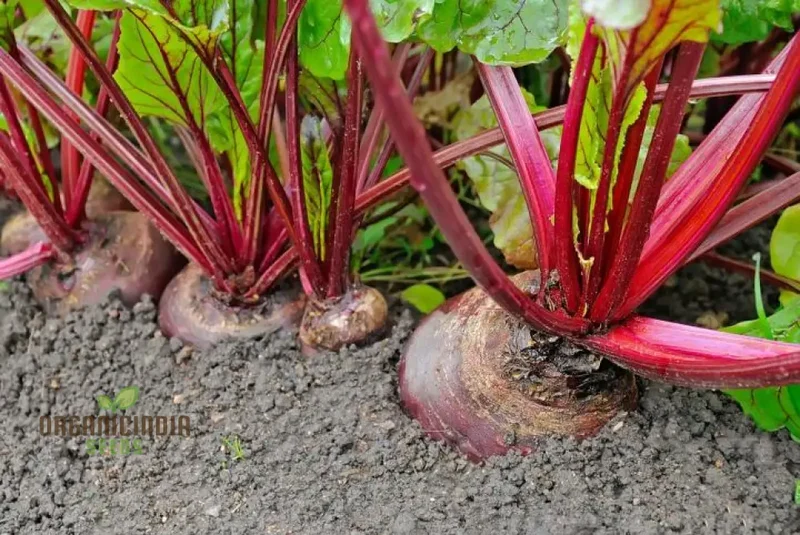 Premium Red Beet Seeds, Plant Your Way to Vibrant Gardens - Deliciously Fresh Harvests and Nutrient-Rich Meals