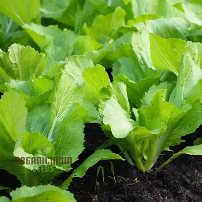 Delight Mustard Leaf seeds, Garden into a Culinary Haven - Sow the Seeds of Garden's Delight Mustard Leaf for a Bounty of Flavorful