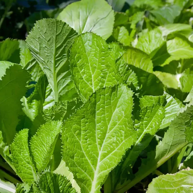 Delight Mustard Leaf seeds, Garden into a Culinary Haven - Sow the Seeds of Garden's Delight Mustard Leaf for a Bounty of Flavorful