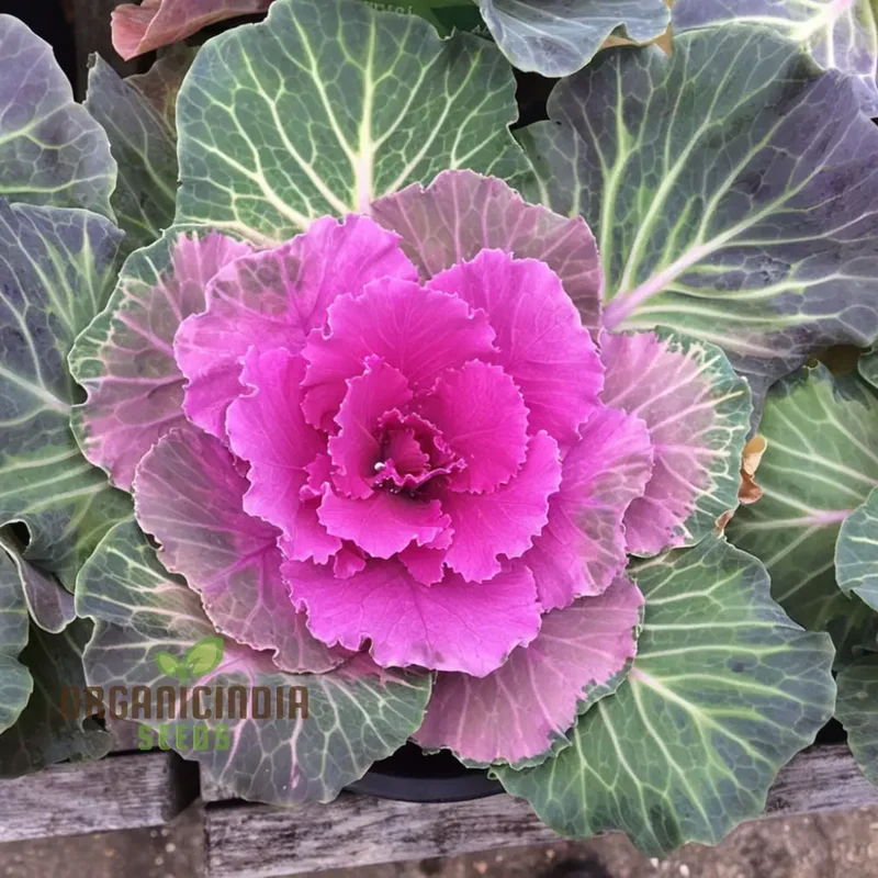 Embark on a Floral Journey - Cultivating Cabbage Flowers seeds from Seed to Splendor, Transforming Your Garden into a Blossoming Paradise of Elegance and Beauty
