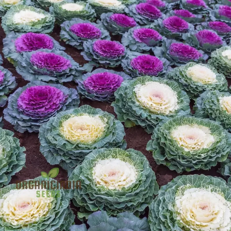 Embark on a Floral Journey - Cultivating Cabbage Flowers seeds from Seed to Splendor, Transforming Your Garden into a Blossoming Paradise of Elegance and Beauty