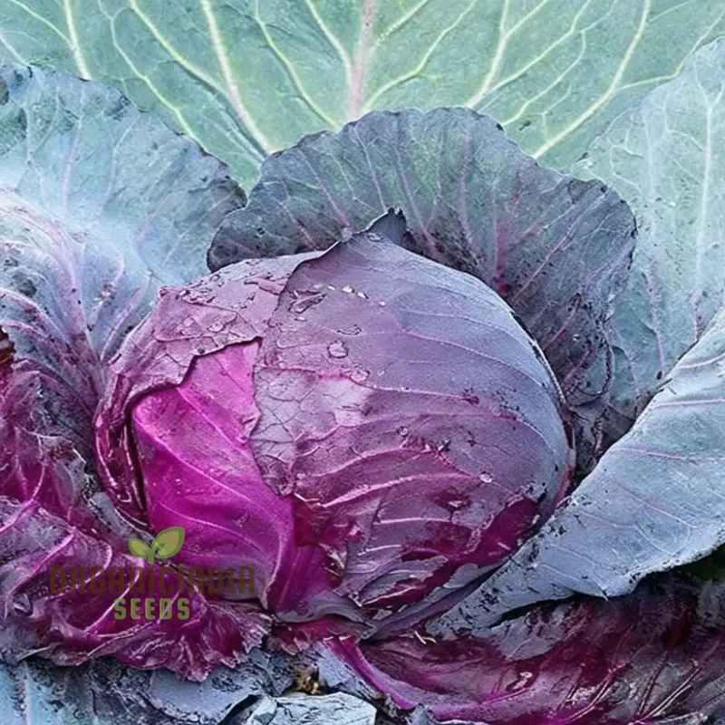 Embark on a Floral Journey - Cultivating Cabbage Flowers seeds from Seed to Splendor, Transforming Your Garden into a Blossoming Paradise of Elegance and Beauty