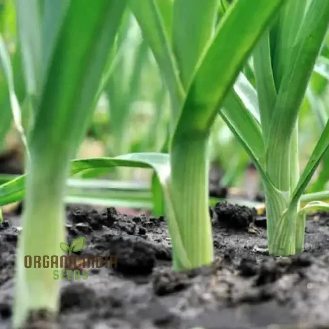 Giant Greenery Glory, Giant Leek Vegetable Seeds for Abundant Garden Bounty