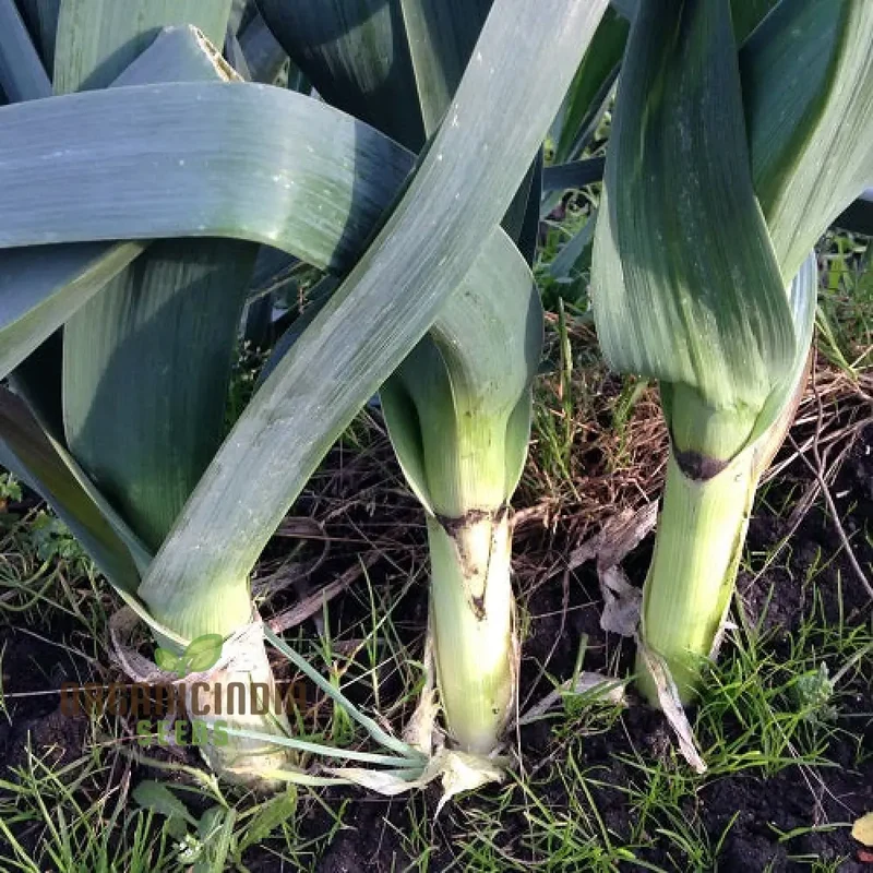 Giant Greenery Glory, Giant Leek Vegetable Seeds for Abundant Garden Bounty