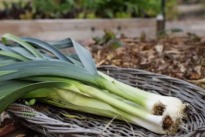 Giant Greenery Glory, Giant Leek Vegetable Seeds for Abundant Garden Bounty