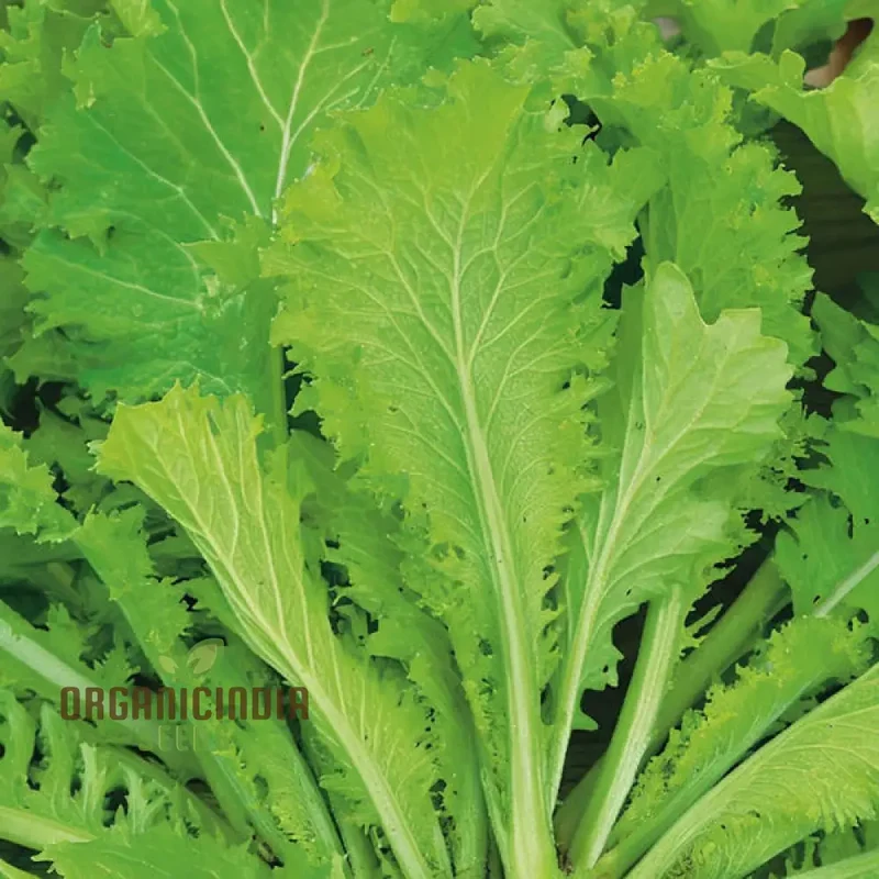 Golden Harvest Delight, Premium Mustard Green Seeds for Cultivating Your Garden's Bounty