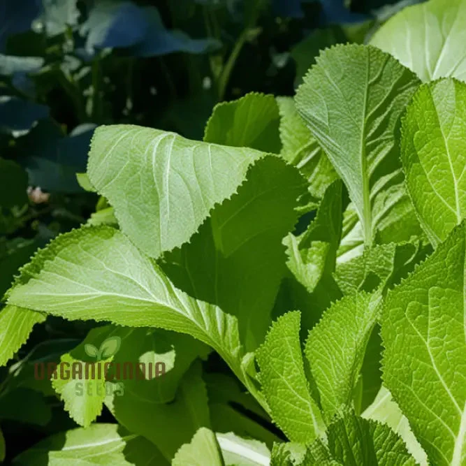 Golden Harvest Delight, Premium Mustard Green Seeds for Cultivating Your Garden's Bounty