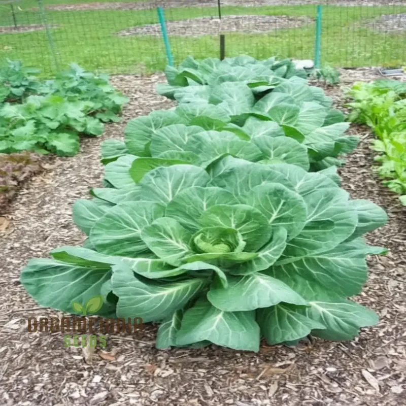 Collard Cabbage Cultivation Guide Delights Seeds From Garden to Plate - Grow, and Harvest Your Greens for Fresh, Flavorful Delights