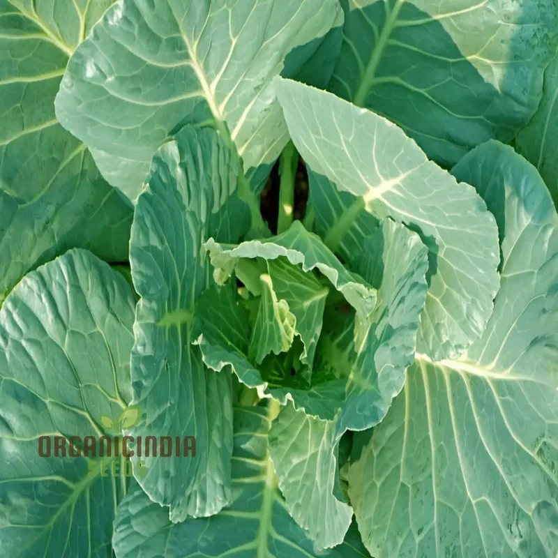 Collard Cabbage Cultivation Guide Delights Seeds From Garden to Plate - Grow, and Harvest Your Greens for Fresh, Flavorful Delights
