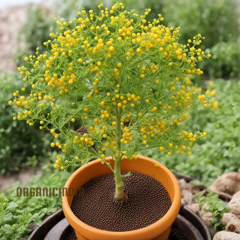 Sunshine's Bounty Yellow Mustard Seeds, Bask in Nature's Radiance - Planting Vibrant Harvest of Flavor and Nutrition